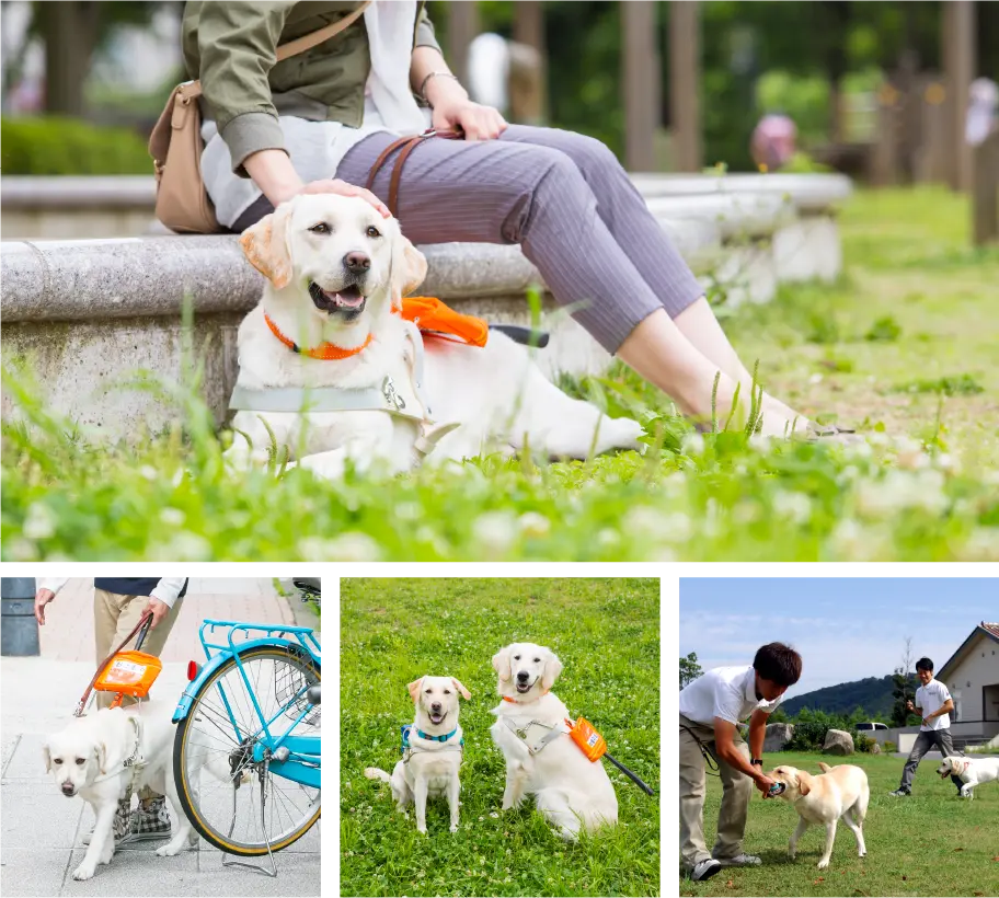 盲導犬の育成、盲導犬ユーザーの支援につながるチャリティーグッズの販売、募金箱の設置を開始いたしました。